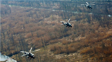 WZ-10 attack helicopters fly over the trees